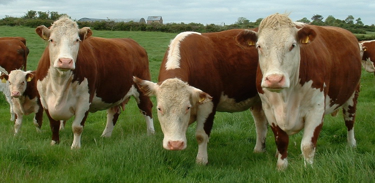 Коровы породы герефорд. Фото.
