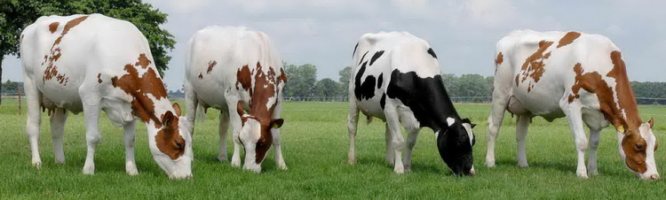 Коровы молочной голштинской породы. Фото.