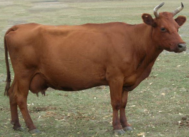 Красная степная порода коров.