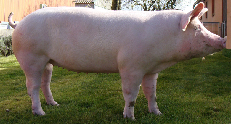 Порода свиней большая крупная белая, фото.