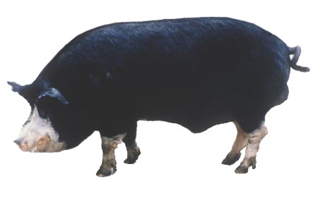 Кемеровская порода свиней.