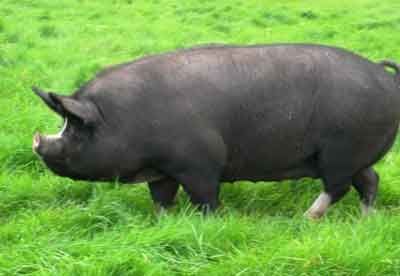 Корнуэльская порода свиней.