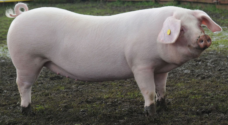 Фото порода свиней ландрас.