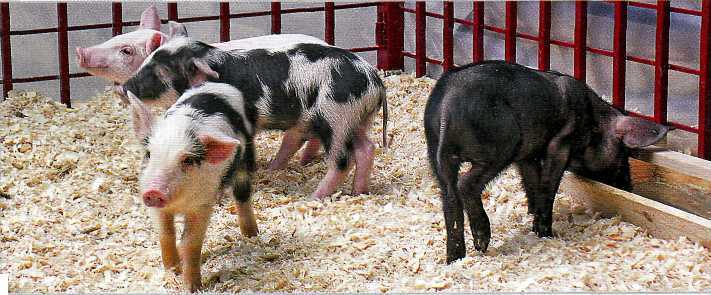 Миргородская порода свиней. Фото.