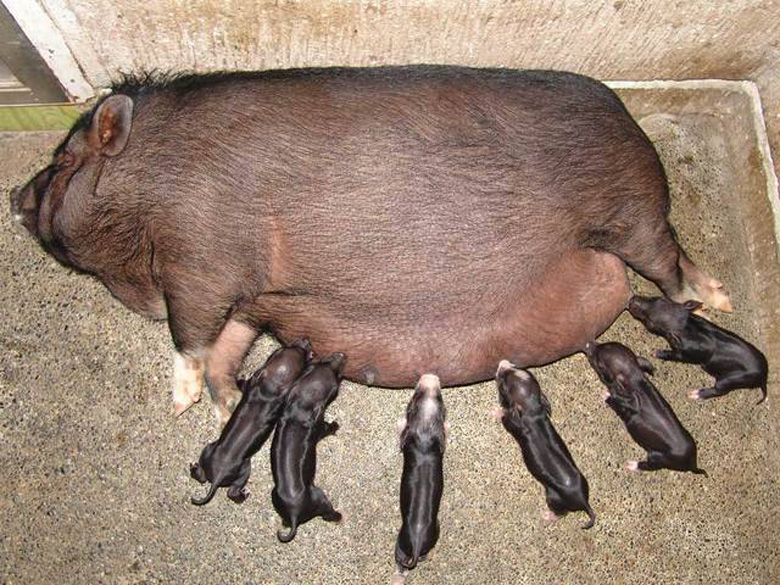Вьетнамская свинья с поросятами.